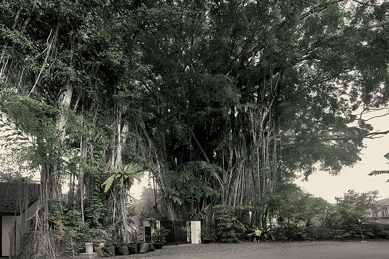 Singapore, Very Old Tree
