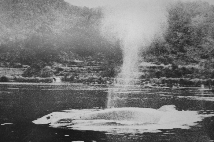 1937, The whiteness of a whale